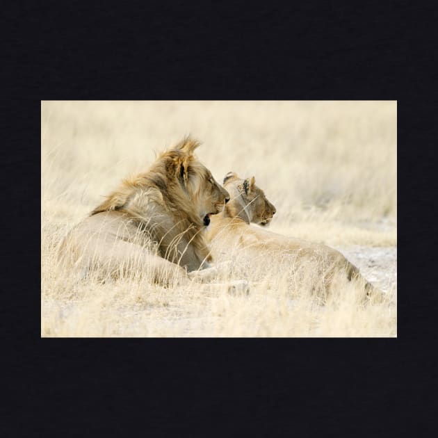 Two Lions on African savanna by Melissa Peltenburg Travel Photography